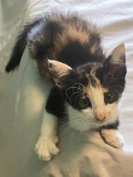 Shelter Stray Female Cat last seen Near BLOCK APACHE ST, TALLAHASSEE FL 32301, 1125 Easterwood Dr, Tallahassee, FL 32311, USA