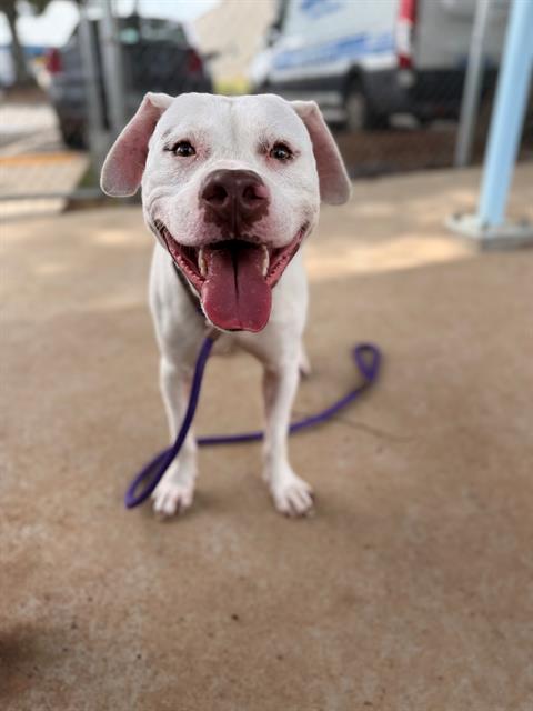 Shelter Stray Male Dog last seen CHARLOTTE, 8315 Byrum Dr, Charlotte, NC 28217, USA