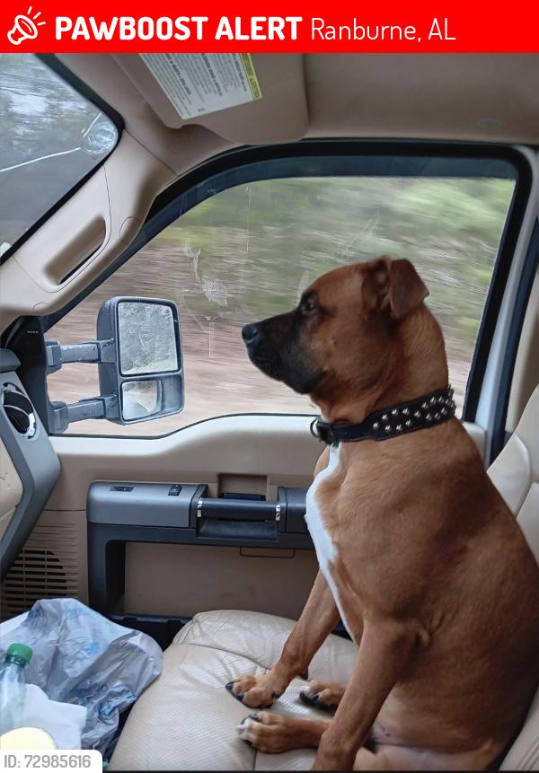 Lost Male Dog last seen Between ranburn Al and GA state line near mile marker 212 at the overpass, Ranburne, AL 36273