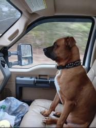 Lost Male Dog last seen Between ranburn Al and GA state line near mile marker 212 at the overpass, Ranburne, AL 36273