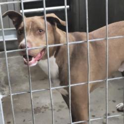 Shelter Stray Male Dog last seen , 14409 Vanowen St, Van Nuys, CA 91405, USA