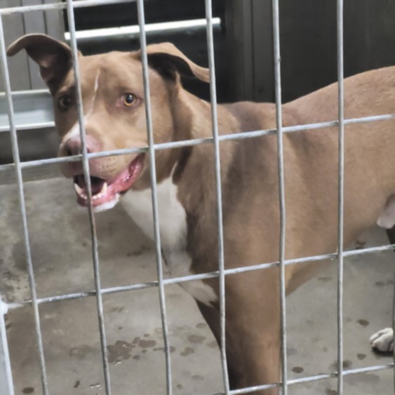 Shelter Stray Male Dog last seen , 14409 Vanowen St, Van Nuys, CA 91405, USA