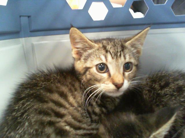 Shelter Stray Male Cat last seen CHARLOTTE, 8315 Byrum Dr, Charlotte, NC 28217, USA