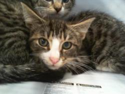 Shelter Stray Male Cat last seen CHARLOTTE, 8315 Byrum Dr, Charlotte, NC 28217, USA