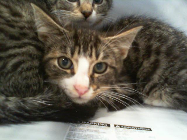 Shelter Stray Male Cat last seen CHARLOTTE, 8315 Byrum Dr, Charlotte, NC 28217, USA