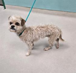 Shelter Stray Male Dog last seen Near BLOCK SUN VALLEY BLVD, SUN VALLEY NV 89433, 2825 Longley Ln Suite A, Reno, NV 89502, USA