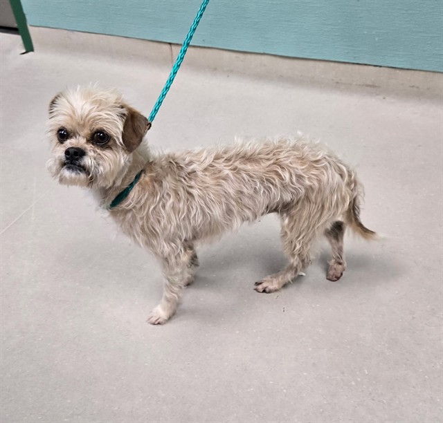 Shelter Stray Male Dog last seen Near BLOCK SUN VALLEY BLVD, SUN VALLEY NV 89433, 2825 Longley Ln Suite A, Reno, NV 89502, USA