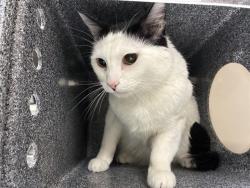 Shelter Stray Unknown Cat last seen Near BLOCK STEELWOOD LN, RENO NV 89512, 2825 Longley Ln Suite A, Reno, NV 89502, USA