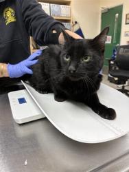 Shelter Stray Male Cat last seen Near BLOCK STEELWOOD LN, RENO NV 89512, 2825 Longley Ln Suite A, Reno, NV 89502, USA