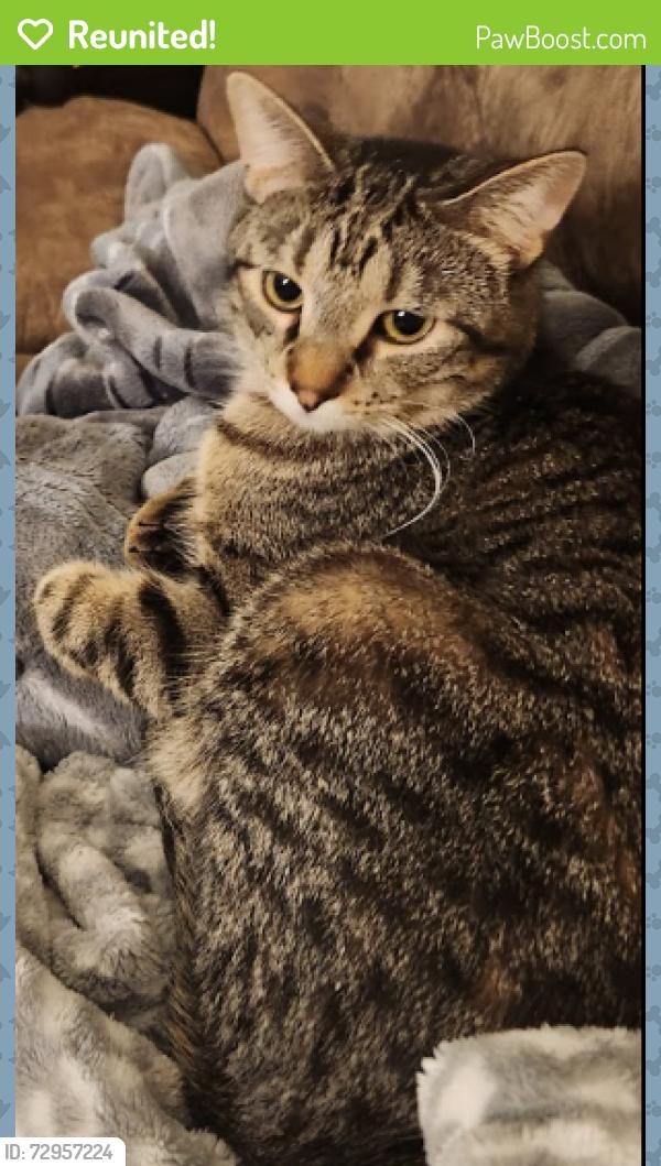 Reunited Male Cat last seen Maxwell St, Concord Dr, Park St, and Hwy 14. Culver's/ Foxboro golf course Oregon, WI, Oregon, WI 53575