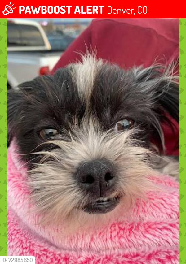 Lost Male Dog last seen 48th and Lowell 80221, Denver, CO 80204