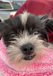 Lost Male Dog last seen 48th and Lowell 80221, Denver, CO 80204