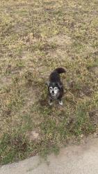 Reunited Female Dog last seen Crescent Ave and Western Ave, Buena Park, CA 90620