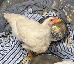 Shelter Stray Female Livestock last seen PRICE RD/FAIRACRES RD, 4950 SW Triana Blvd, Huntsville, AL 35805, USA