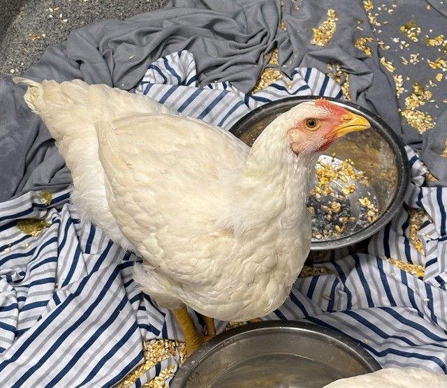 Shelter Stray Female Livestock last seen PRICE RD/FAIRACRES RD, 4950 SW Triana Blvd, Huntsville, AL 35805, USA