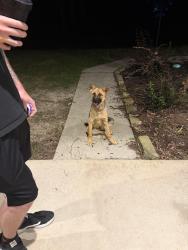 Found/Stray Female Dog last seen Hanging out at the end of Roda Drive, near the horses., Conroe, TX 77303