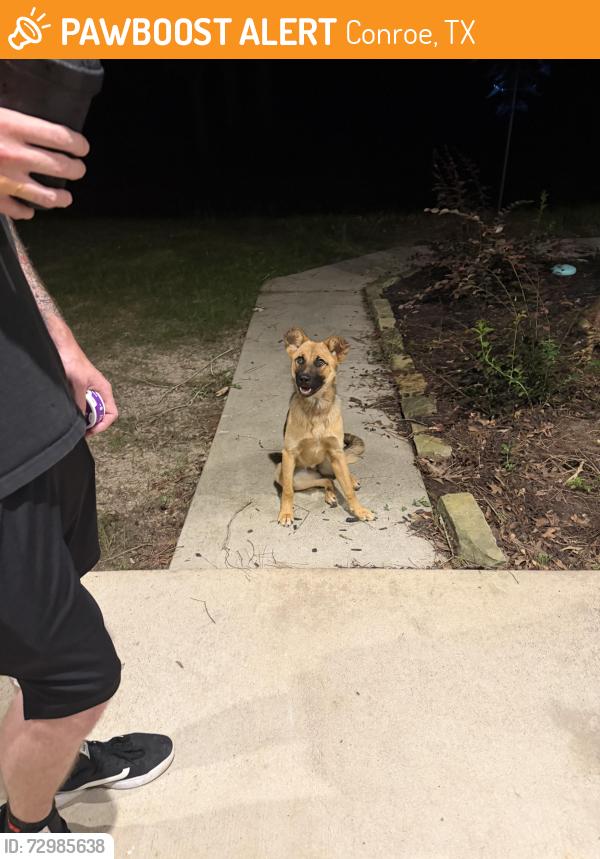 Found/Stray Female Dog last seen Hanging out at the end of Roda Drive, near the horses., Conroe, TX 77303
