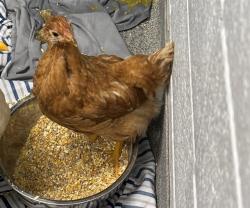 Shelter Stray Female Livestock last seen PRICE RD/FAIRACRES RD, 4950 SW Triana Blvd, Huntsville, AL 35805, USA