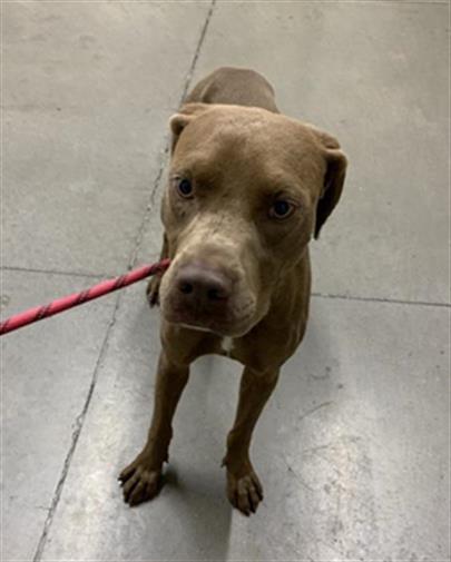 Shelter Stray Male Dog last seen Near BLOCK N HUGHES AVE, FRESNO CA 93728 1116, 5277 E Airways Blvd, Fresno, CA 93727, USA