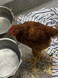 Shelter Stray Male Livestock last seen PRICE RD/FAIRACRES RD, 4950 SW Triana Blvd, Huntsville, AL 35805, USA