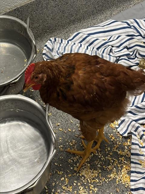 Shelter Stray Male Livestock last seen PRICE RD/FAIRACRES RD, 4950 SW Triana Blvd, Huntsville, AL 35805, USA