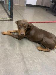 Shelter Stray Female Dog last seen Near BLOCK N HUGHES AVE, FRESNO CA 93728 1116, 5277 E Airways Blvd, Fresno, CA 93727, USA