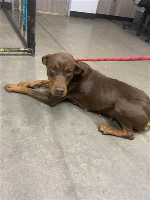 Shelter Stray Female Dog last seen Near BLOCK N HUGHES AVE, FRESNO CA 93728 1116, 5277 E Airways Blvd, Fresno, CA 93727, USA