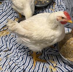 Shelter Stray Male Livestock last seen PRICE RD/FAIRACRES RD, 4950 SW Triana Blvd, Huntsville, AL 35805, USA