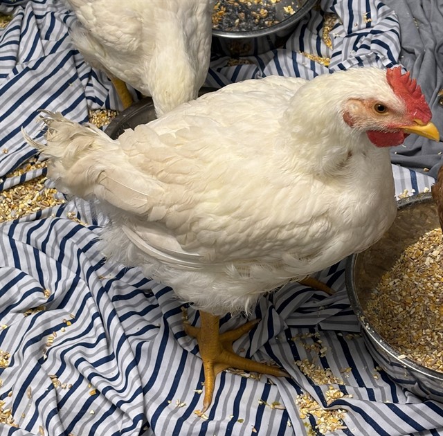 Shelter Stray Male Livestock last seen PRICE RD/FAIRACRES RD, 4950 SW Triana Blvd, Huntsville, AL 35805, USA