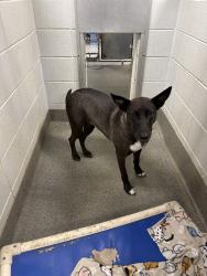 Shelter Stray Female Dog last seen TRIANA \DRAKE, 4950 SW Triana Blvd, Huntsville, AL 35805, USA