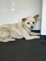 Shelter Stray Male Dog last seen Near BLK 17TH ST, BAKERSFIELD, CA, 201 S Mt Vernon Ave, Bakersfield, CA 93307, USA