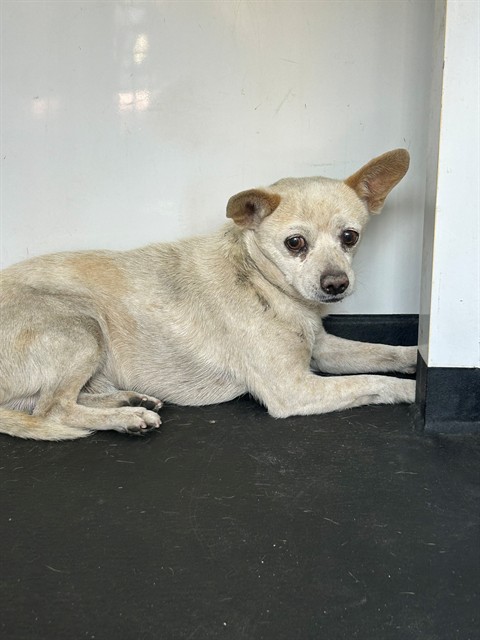 Shelter Stray Male Dog last seen Near BLK 17TH ST, BAKERSFIELD, CA, 201 S Mt Vernon Ave, Bakersfield, CA 93307, USA