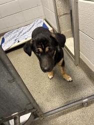 Shelter Stray Male Dog last seen LEMMON FERRY RD, 4950 SW Triana Blvd, Huntsville, AL 35805, USA