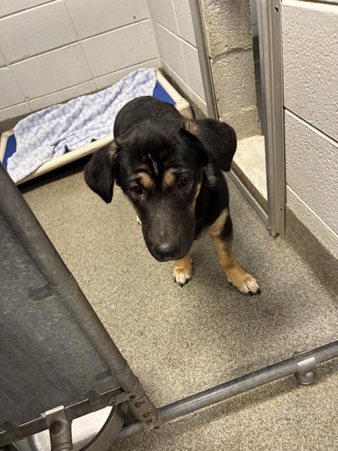 Shelter Stray Male Dog last seen LEMMON FERRY RD, 4950 SW Triana Blvd, Huntsville, AL 35805, USA