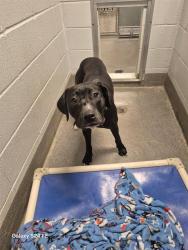 Shelter Stray Male Dog last seen Near BLOCK PROSPERITY DR, 4950 SW Triana Blvd, Huntsville, AL 35805, USA