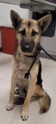 Shelter Stray Male Dog last seen , 11361 W Pico Blvd, Los Angeles, CA 90064, USA