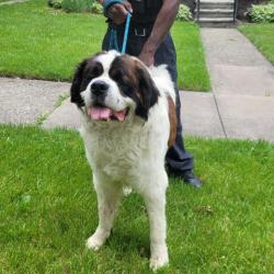 Shelter Stray Male Dog last seen Near BLOCK EVERGREEN RD, DETROIT, MI 48228, 7401 Chrysler Dr, Detroit, MI 48211, USA