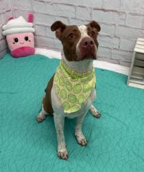 Shelter Stray Female Dog last seen Near BLOCK ASBURY PARK, DETROIT, MI 48227, 7401 Chrysler Dr, Detroit, MI 48211, USA