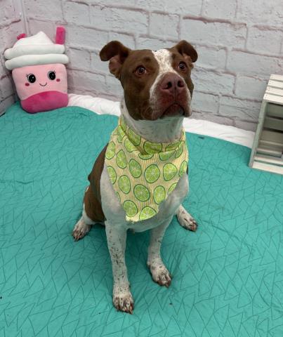 Shelter Stray Female Dog last seen Near BLOCK ASBURY PARK, DETROIT, MI 48227, 7401 Chrysler Dr, Detroit, MI 48211, USA
