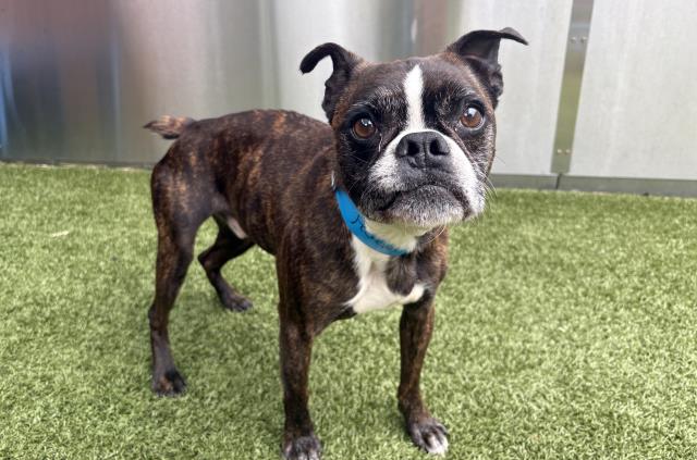 Shelter Stray Male Dog last seen Near BLOCK BLAKE ST, DETROIT, MI 48203, 7401 Chrysler Dr, Detroit, MI 48211, USA