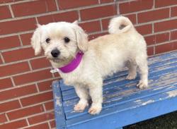 Shelter Stray Female Dog last seen SOUTHFIELD RD & SCHOOLCRAFTDETROIT, MI 48223, 7401 Chrysler Dr, Detroit, MI 48211, USA