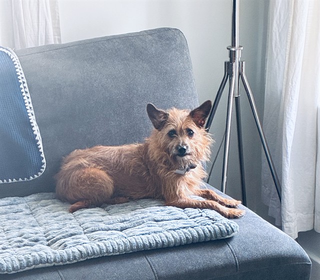 Shelter Stray Female Dog last seen SHAWNNE PARK RD (MSD PUMP STATION), 3528 Newburg Rd, Louisville, KY 40218, USA