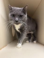 Shelter Stray Female Cat last seen Near BLOCK NEWBURG ROAD, 3528 Newburg Rd, Louisville, KY 40218, USA