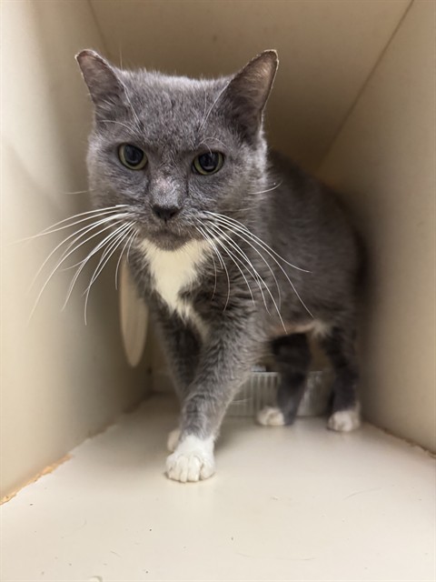 Shelter Stray Female Cat last seen Near BLOCK NEWBURG ROAD, 3528 Newburg Rd, Louisville, KY 40218, USA