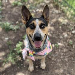 Shelter Stray Female Dog last seen LAMAR, 4710 TX-151, San Antonio, TX 78227, USA