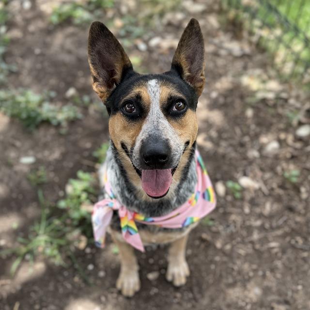 Shelter Stray Female Dog last seen LAMAR, 4710 TX-151, San Antonio, TX 78227, USA