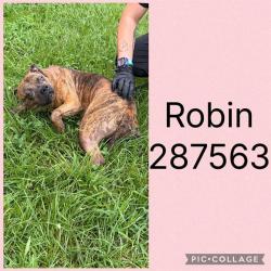 Shelter Stray Female Dog last seen Near BLOCK  BAILEY AVE, 4214 Fulton Mill Rd, Macon, GA 31216, USA