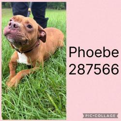 Shelter Stray Female Dog last seen Near BLOCK  BAILEY AVE, 4214 Fulton Mill Rd, Macon, GA 31216, USA