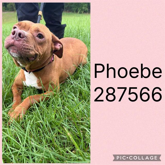 Shelter Stray Female Dog last seen Near BLOCK  BAILEY AVE, 4214 Fulton Mill Rd, Macon, GA 31216, USA