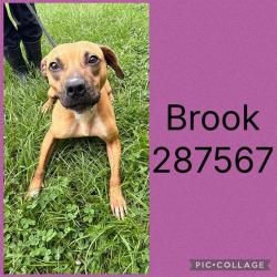Shelter Stray Female Dog last seen Near BLOCK  BAILEY AVE, 4214 Fulton Mill Rd, Macon, GA 31216, USA